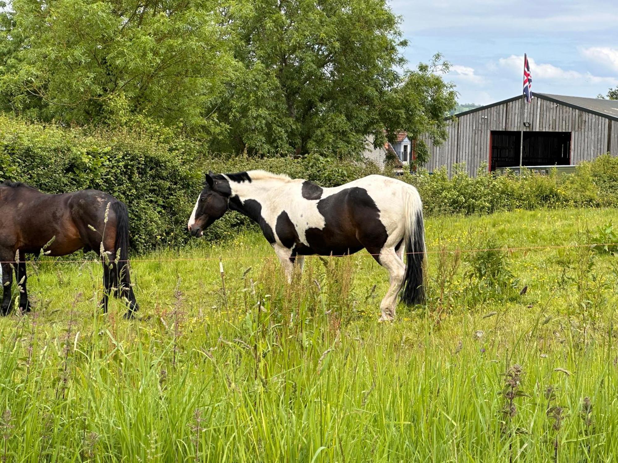 Sticklinch Farm Cottage Near Glastonbury Town & Walking Distance For Festival 4 Beds Sleeps 5 Eksteriør billede